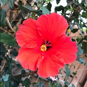 Meet your Posher, Asuzena